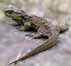 Rare "living fossil" nest found on New Zealand mainland 